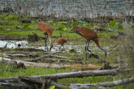 IMG 8254c Sandhill Crane (juv) LaSalle FWA IN 7-14-2017