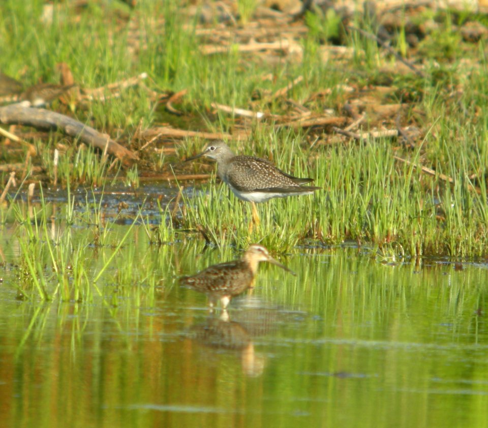 DSCN7870 c Short-billed Dowitcher Lesser Yellowlegs Samuel Myers Park Racine WI 8-11-2015