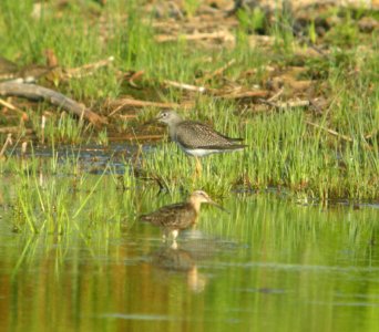 DSCN7870 c Short-billed Dowitcher Lesser Yellowlegs Samuel Myers Park Racine WI 8-11-2015