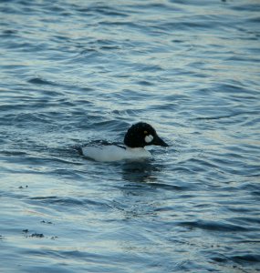 DSCN1303 c Common Goldeneye Kankakee Co IL 12-24-2013