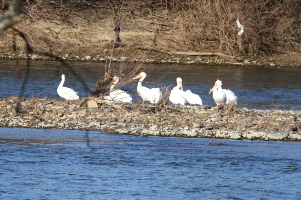 IMG 8733c AW Pelican KRSP (Kankakee Co) IL 4-11-2018