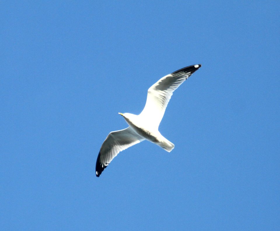 IMG 5371 c Ring-billed Gull Braidwood IL 11-20-2015