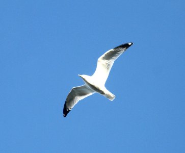 IMG 5371 c Ring-billed Gull Braidwood IL 11-20-2015