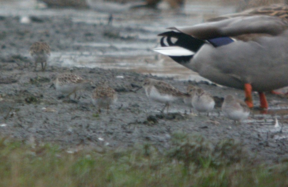 DSCN9143c Least Sandpiper Whispering Willows Area Kankakee Co IL 11-8-2016