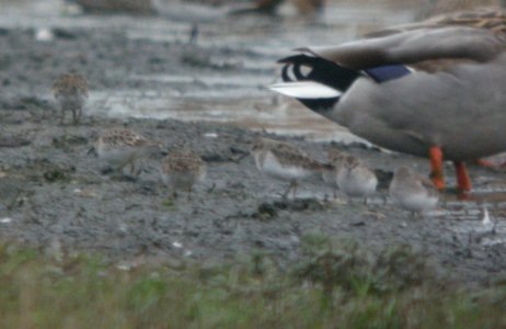 DSCN9143c Least Sandpiper Whispering Willows Area Kankakee Co IL 11-8-2016