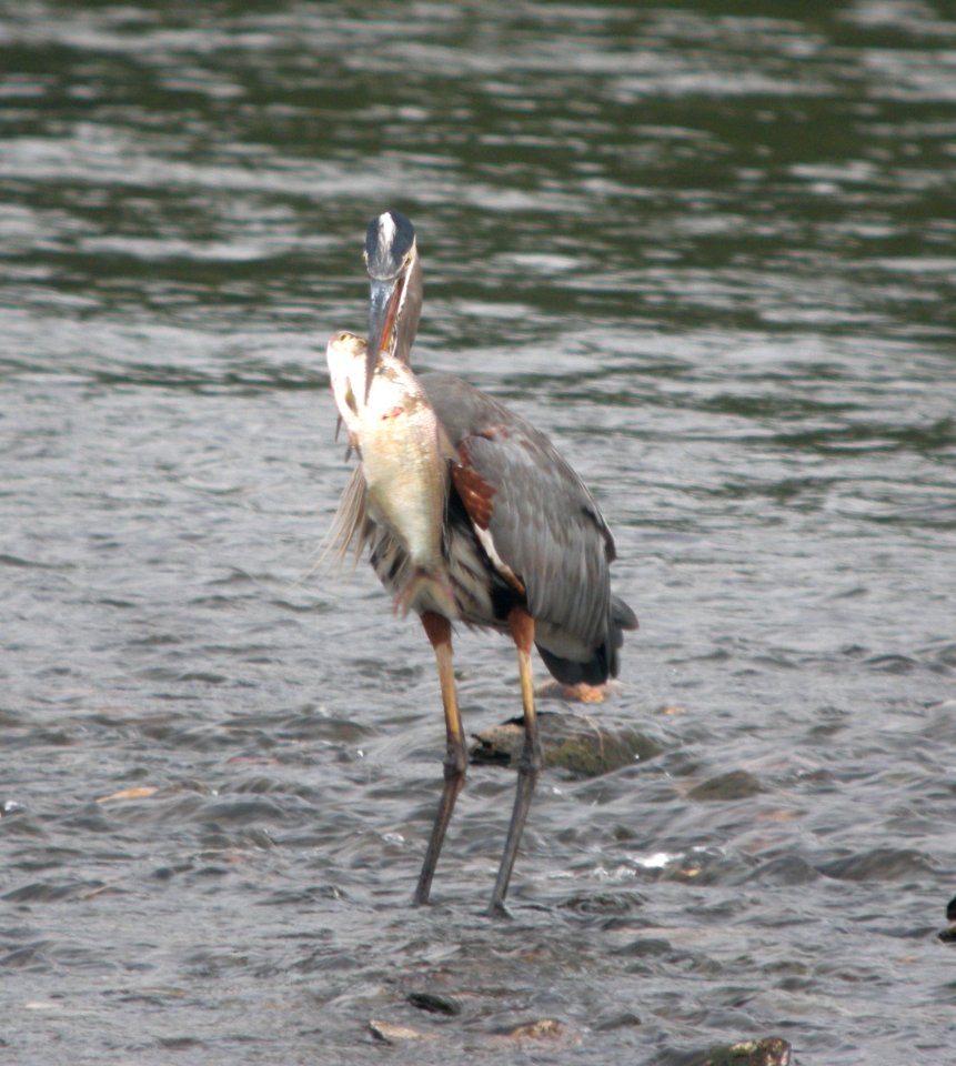 DSCN0655 c Great Blue Heron  Kankakee IL 9-19-2013