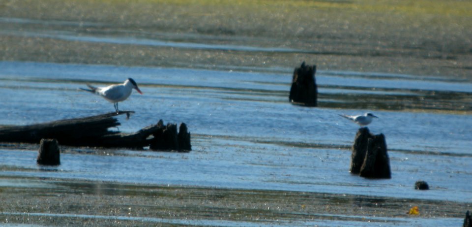 DSCN8044 c Caspian Tern Forster's Tern LaSalle FWA IN 8-24-2015 photo