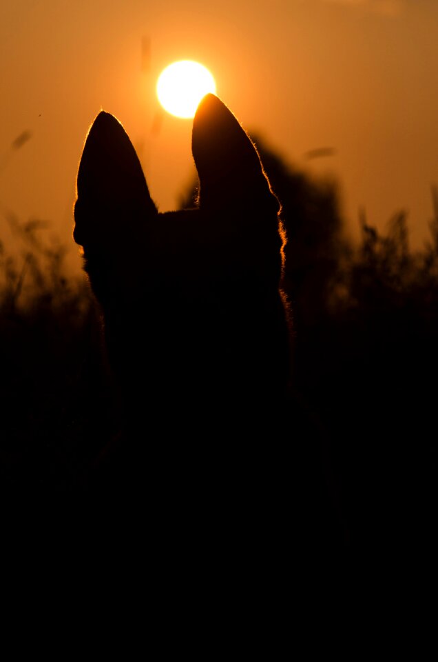 Sunset dog malinois photo