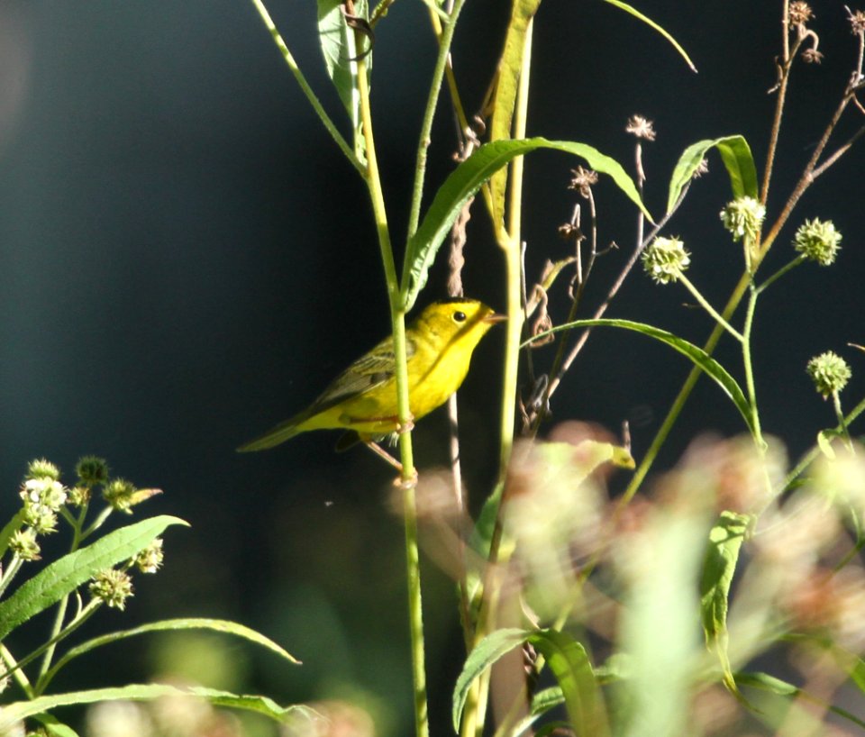 IMG 2597 c Wilson's Warbler Hse Kankakee IL 9-20-2015