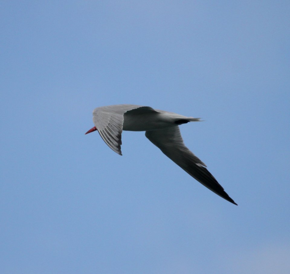 IMG 1078 c Caspian Tern Wind Pt Racine WI 8-9-2015