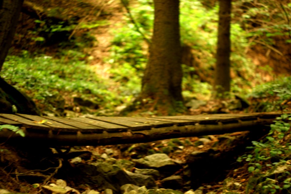 Sony Alpha A230 with Helios-44-2 - From Moravian Karst Forests 03