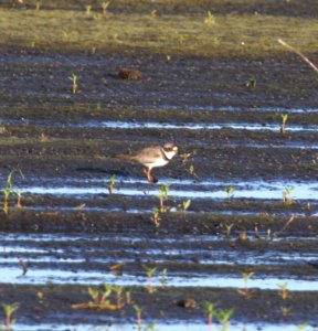 IMG 0817 c Semipalmated Plover Whispering Willows Kankakee IL 7-31-2015