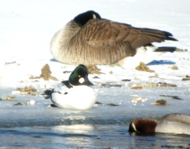 DSCN1849 c Common Goldeneye Will Co IL 1-29-2014