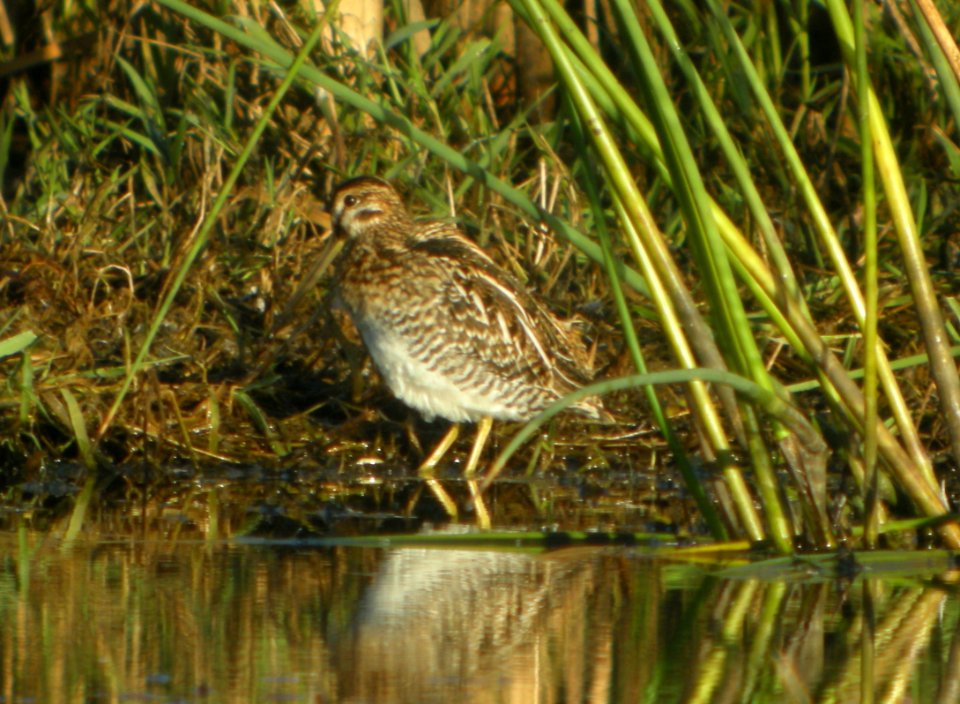 DSCN8513 c Wilson's Snipe TNC Kankakee Sands IN 10-14-2015