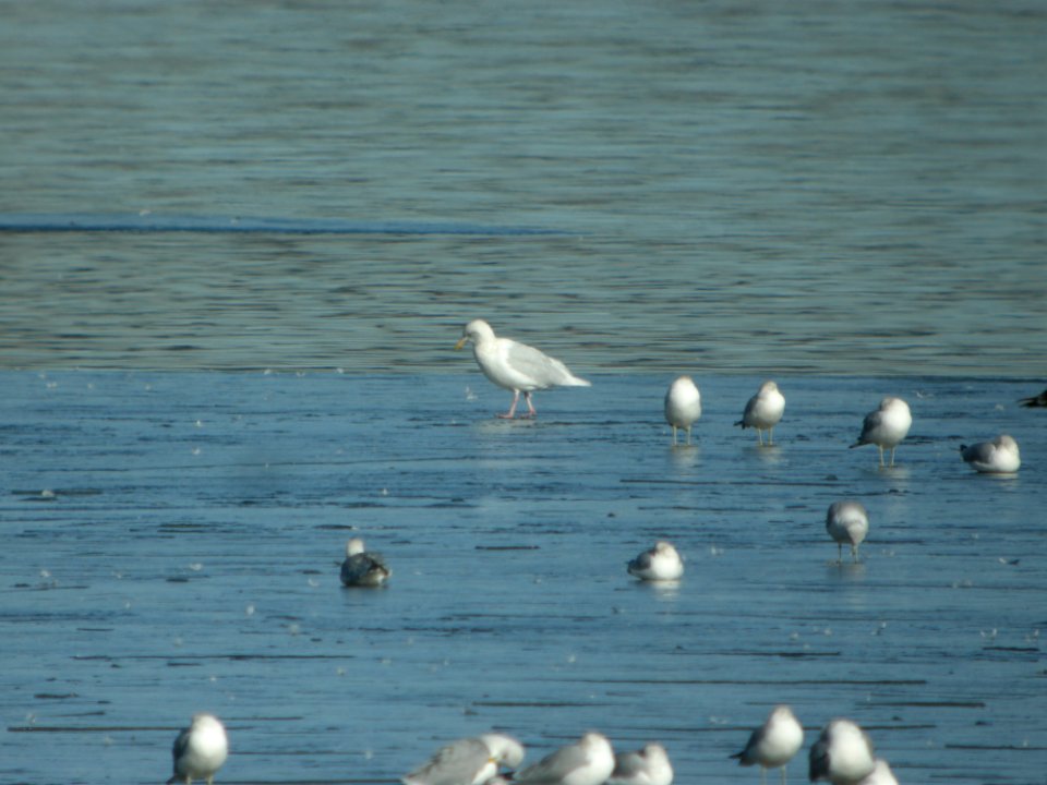 DSCN5399 Glaucous Gull Cherry Creek SP CO 12-12-2014
