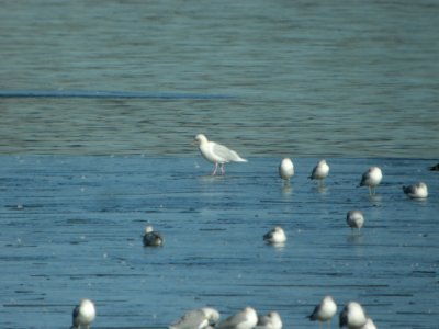 DSCN5399 Glaucous Gull Cherry Creek SP CO 12-12-2014