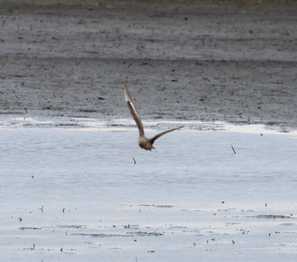 IMG 5171 c Hudsonian Godwit Iroquois Co IL 11-11-2015