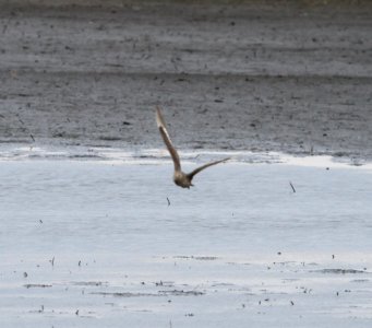 IMG 5171 c Hudsonian Godwit Iroquois Co IL 11-11-2015