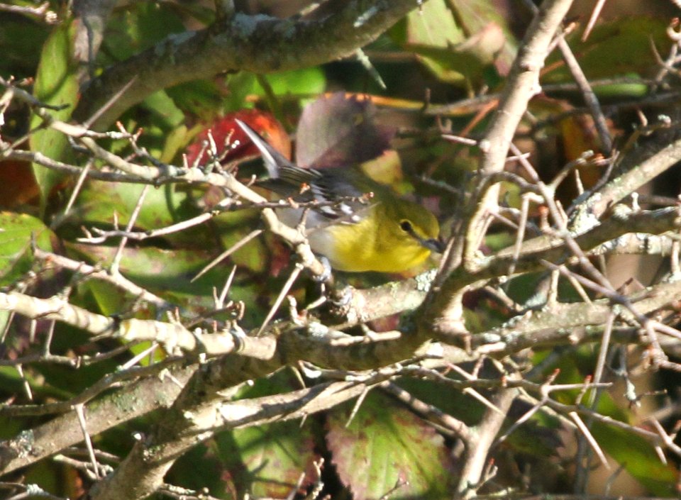 IMG 2546 c Yellow-throated Vireo Heiland FP Kankakee Co IL 9-20-2015
