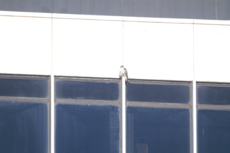 IMG 6915c Peregrine Falcon Kankakee IL 12-30-2017
