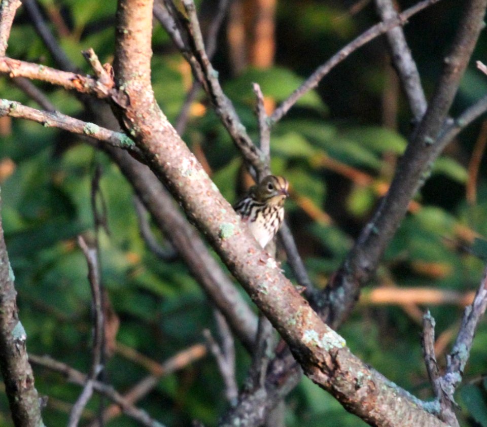 IMG 2001 c Ovenbird Heiland Forest Preserve Kankakee Co IL 9-10-2015