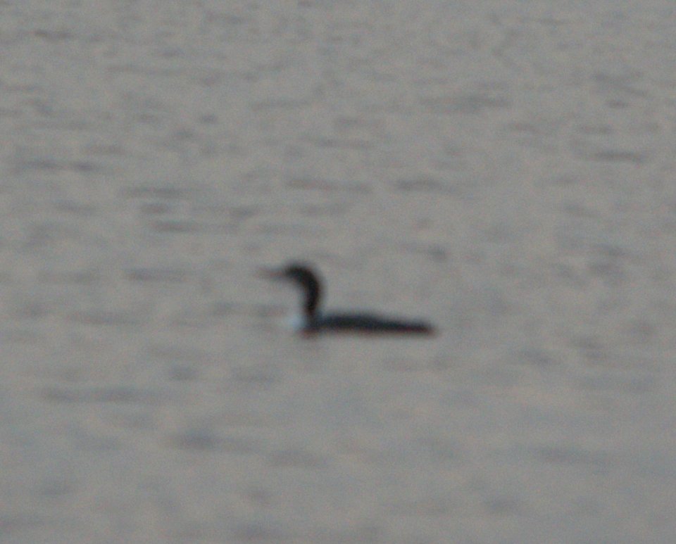 DSCN8762 c Common Loon Willow Slough FWA IN 10-22-2015