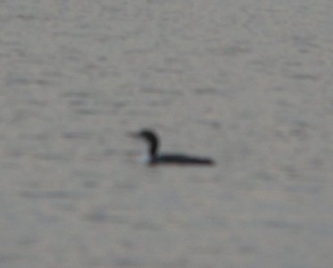 DSCN8762 c Common Loon Willow Slough FWA IN 10-22-2015
