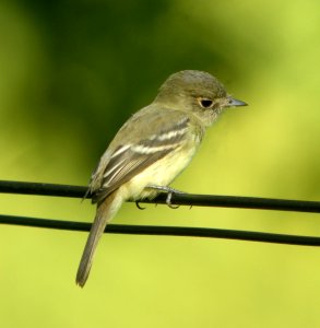 DSCN0317 c Yellow-bellied Flycatcher  Kankakee IL 8-27-13