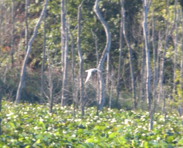 DSCN8026 c Forster's Tern LaSalle FWA IN 8-24-2015