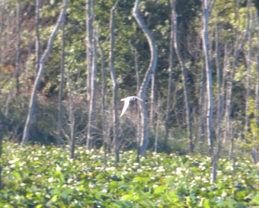 DSCN8026 c Forster's Tern LaSalle FWA IN 8-24-2015 photo