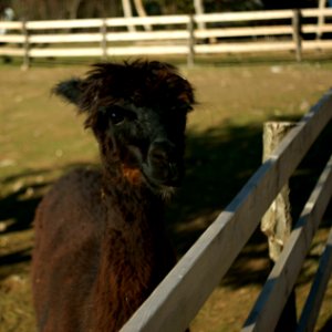 Sony Alpha A230 with MIR-1V - Llama 01