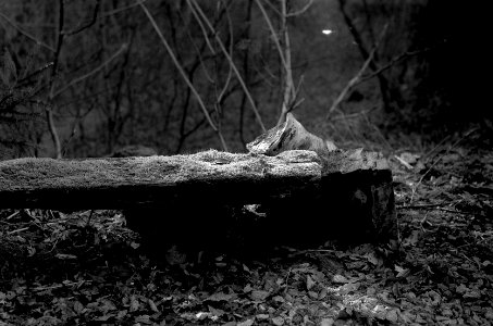 Contax D + Industar-61 L/Z - Bench Overgrown by Moss 1