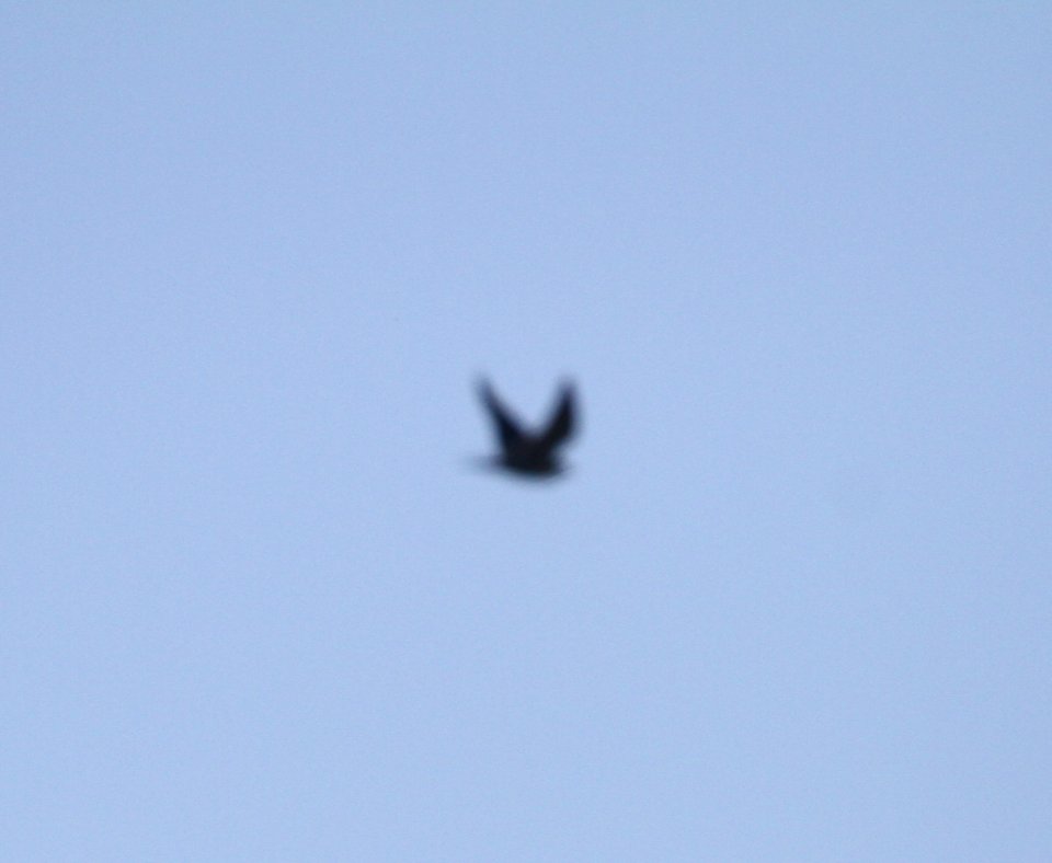 IMG 2941 c Merlin Willow Slough FWA IN 9-23-2015