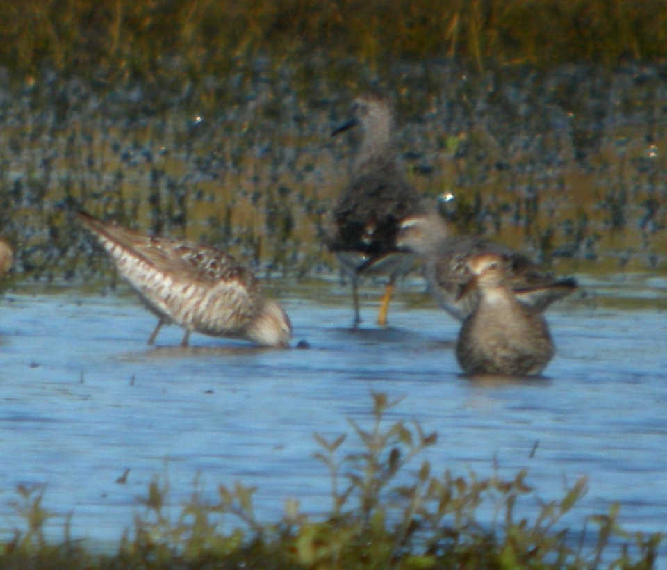 DSCN7759 c Stilt Sandpiper Whispering Willows Kankakee Co IL 7-31-2015
