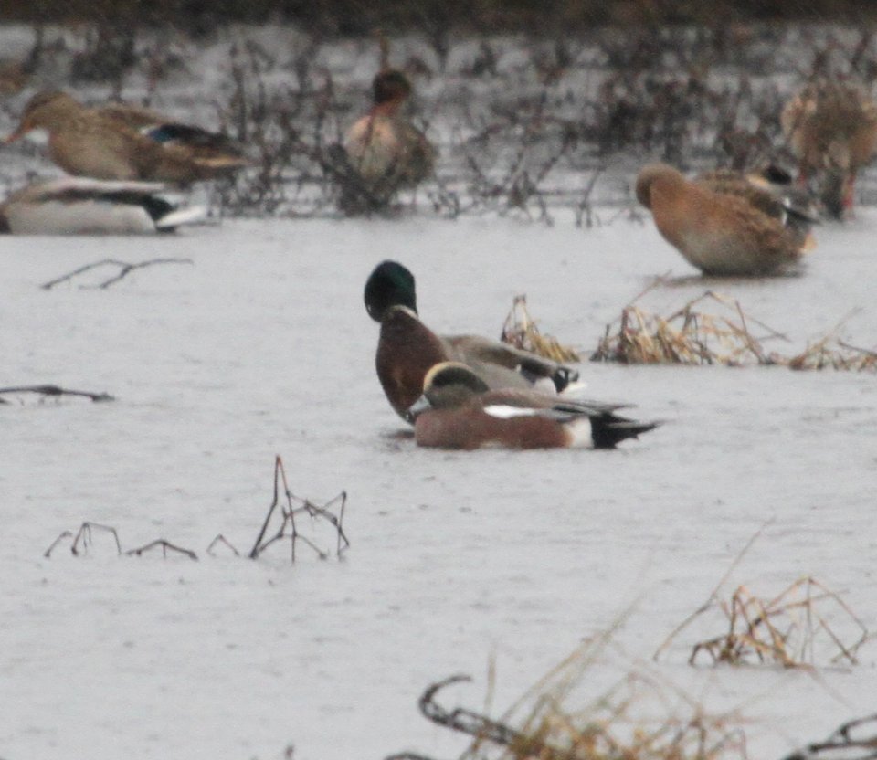 IMG 4764 c American Wigeon Iroquois Co IL 10-31-2015