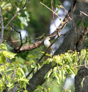 IMG 1636 c Lark Sparrow Willow Slough FWA IN 8-31-2015