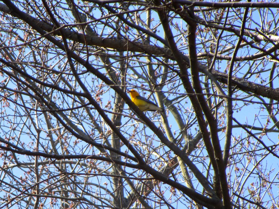 IMG 0019c Prothonotary Warbler Gar Creek Kankakee IL 4-30-2018
