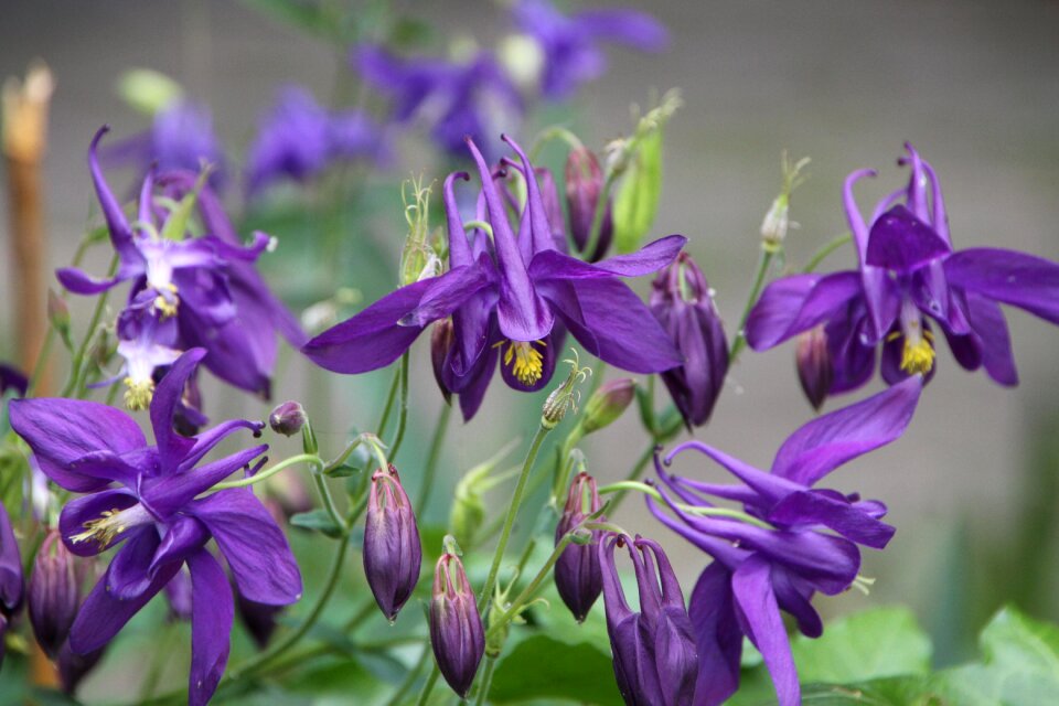 Iris dark purple spring