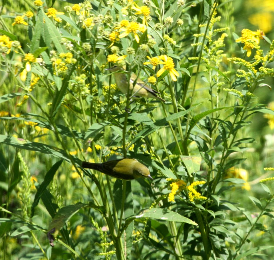 IMG 1537 c Tennessee Warblers Hse Kankakee IL 8-25-2015