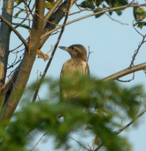 DSCN8122 c Red-headed Woodpecker Kankakee IL 9-2-2015 photo