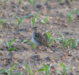 DSCN7052 c Vesper Sparrow  Kankakee IL 6-5-2015