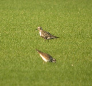 DSCN7707c American Golden-Plover Sod Farm Momence IL 8-18-2016