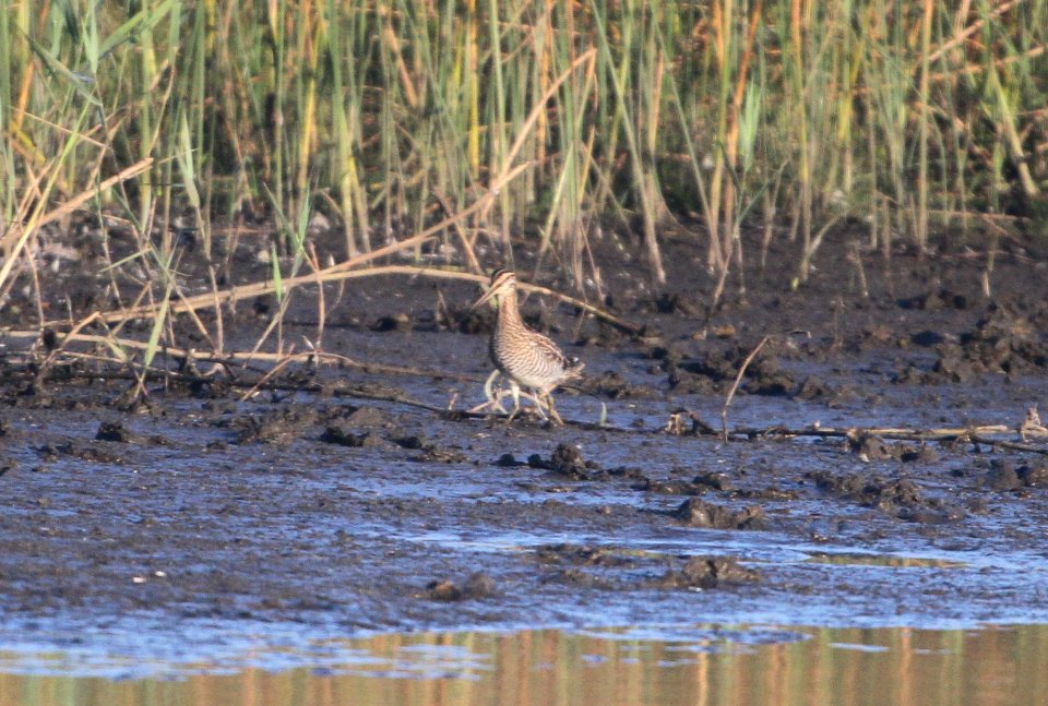 IMG 3859 c Wilson's Snipe TNC Kankakee Sands IL 10-11-2015
