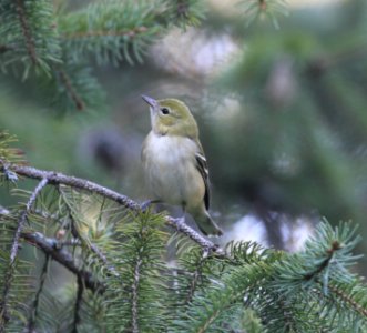 IMG 2837 c Bay-breasted Warbler Hse Kankakee IL 9-21-2015