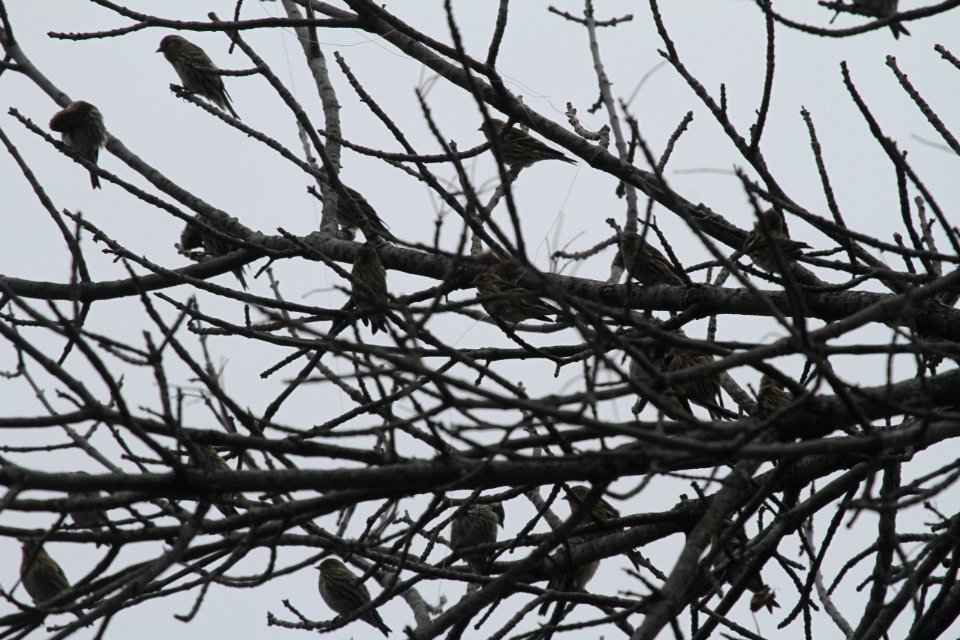 IMG 4561 c Pine Siskin Kankakee IL 10-24-2015