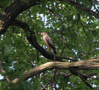 IMG 0699 c Cooper's Hawk Hse Kankakee IL 7-25-2015 photo