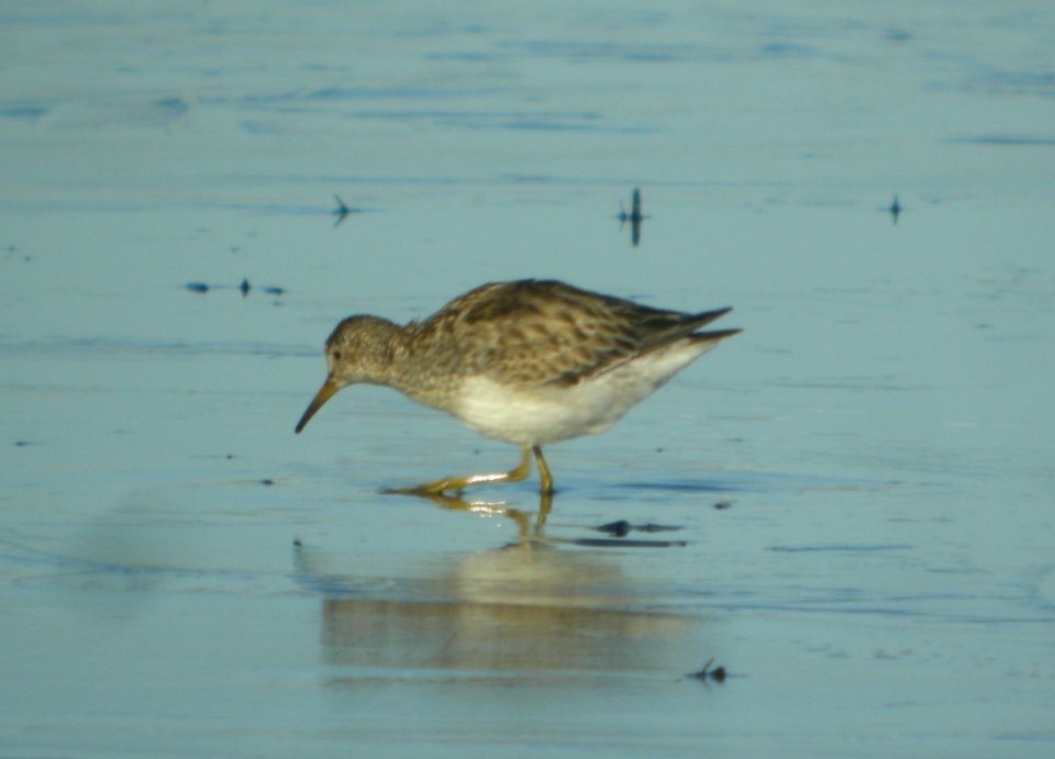 DSCN8947 c Pectoral Sandpiper Iroquois Co IL 11-8-2015