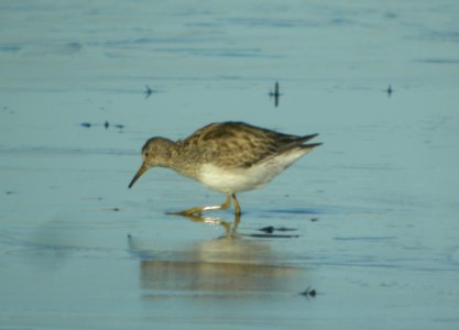 DSCN8947 c Pectoral Sandpiper Iroquois Co IL 11-8-2015