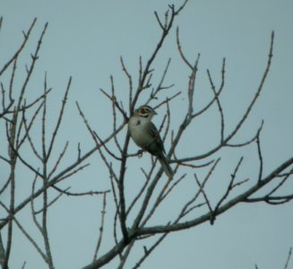 DSCN6620 c Lark Sparrow Perry Farm Prairie Bourbonnais IL 5-7-2015