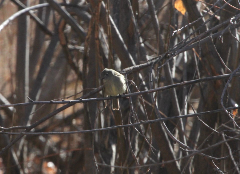 IMG 6315 Hammond's Flycatcher Watson Lake Yavapai Co AZ 12-29-2015